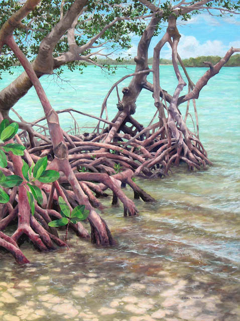 Mangrove Highlights