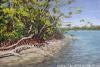 Mangroves in Paradise 24"x36"