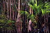 Ancient Forest