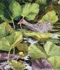 Playing in The Pond Lillies 1