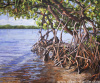 Mangrove Haven