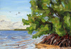 Mangrove Morning