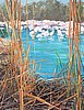 View Through the Reeds
