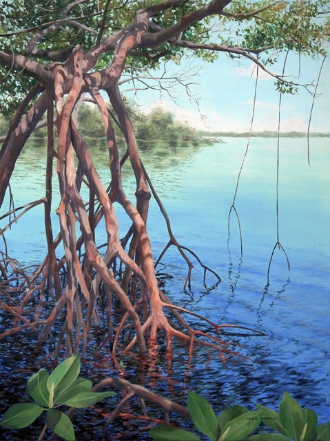 Mangrove Waters