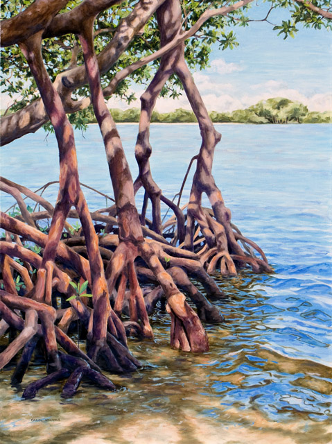 Mangroves in The Morning