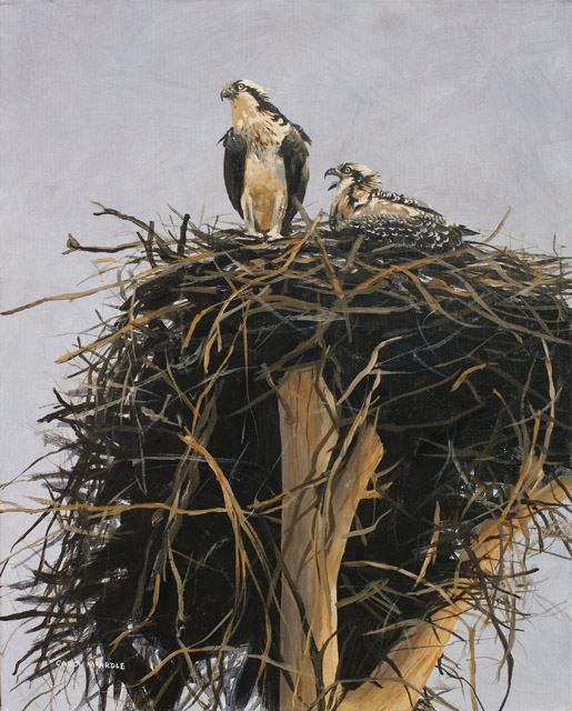 The Osprey Nest