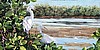 Egret Outlook