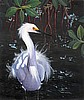 Egret in The Cool