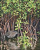 Green Heron Haven