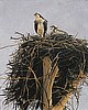 The Osprey Nest